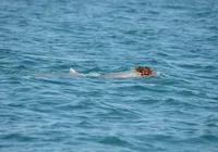 Flagrante inusitado: golfinhos são vistos usando esponjas como chapéus