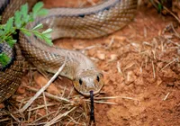 Homem aceita ser engolido por anaconda em programa de TV; assista imagem