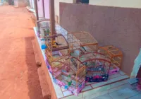 Influenciador é multado em R$ 11,5 mil após vídeos de caça na Bahia