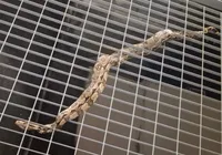 Jiboia é encontrada em estação de metrô de Salvador