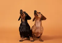 Jogador de futebol surpreende ao clonar cadela que morreu