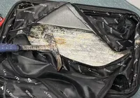 Jovem é presa em aeroporto de Salvador tentando embarcar com cocaína imagem