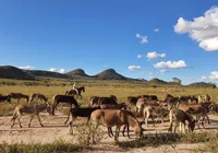 Jumentos: entre o abandono e a revalorização