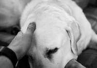 Luto por pets ainda é uma dor silenciosa acolhida por poucos imagem