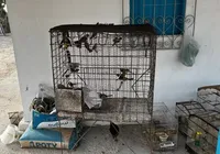 MP-BA denuncia mais de 20 integrantes da maior rede de tráfico de animais