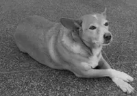 Morre Madonna, cadelinha famosa de universidade baiana