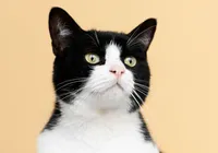 Mulheres gastam fortuna em disputa judicial pela guarda de gato imagem