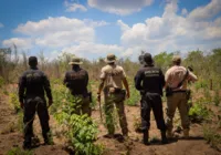 PF combate tráfico e destrói 29 mil pés de maconha em áreas indígenas imagem