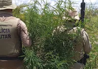 PM queima 23 mil pés de maconha na zona rural de Curaçá