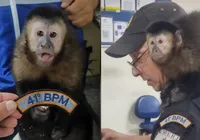 Parceiro do crime? Macaco é resgatado após ser usado em assaltos