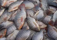 Pesquisadores brasileiros usam pele de tilápia em tratamento ocular imagem