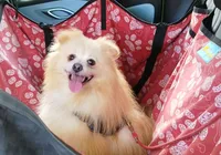 Pet no colo ou na janela é multa gravíssima; veja como viajar com segurança imagem