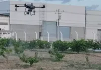 Praga coloca em risco fruticultura do Vale do São Francisco imagem