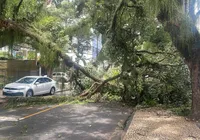 Queda de galho interdita trânsito no Corredor da Vitória