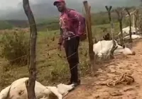 Raio atinge fazenda na Bahia e mata oito bovinos; prejuízo é de R$ 30 mil