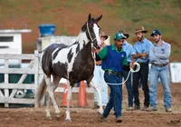 Salvador recebe leilão de cavalos de elite em dezembro imagem