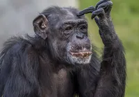Sertanejo confessa que quase teve parte íntimas mordidas por chimpanzé imagem