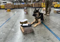 Triagem do tráfico: drogas e armas são apreendidas nos Correios imagem