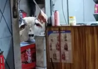 Vaca cai em telhado da cozinha de um bar e causa prejuízos