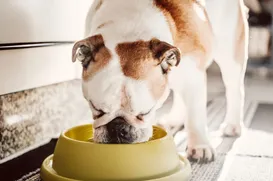 5 alimentos humanos comuns que são tóxicos para seu cão ou gato - Imagem