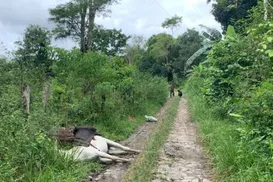 Burro morre após pisar em fio de alta tensão; dono escapa ileso - Imagem