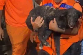 Cachorro é resgatado com vida após 35 horas sob escombros de explosão - Imagem