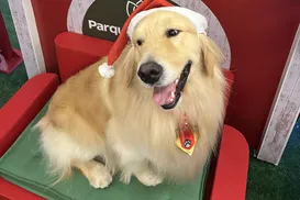 Cães terapeutas são a nova atração em natal de shopping - Imagem