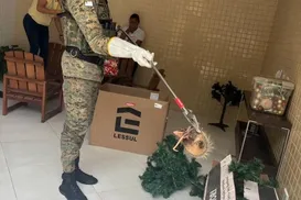 Família encontra sariguês em caixa de enfeites natalinos em Salvador - Imagem