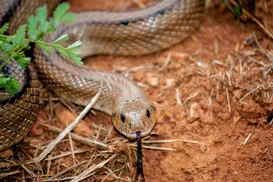 Homem aceita ser engolido por anaconda em programa de TV; assista - Imagem