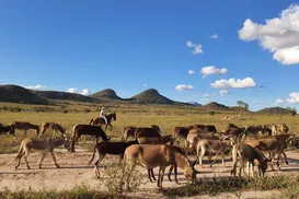 Jumentos: entre o abandono e a revalorização - Imagem