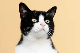 Mulheres gastam fortuna em disputa judicial pela guarda de gato - Imagem