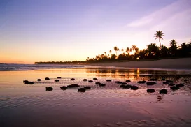 O que fazer no feriadão de 20 de novembro; dicas de programação - Imagem