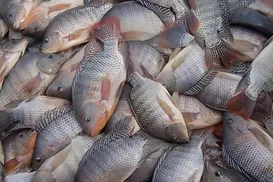 Pesquisadores brasileiros usam pele de tilápia em tratamento ocular - Imagem