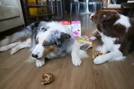 Revelada maneira ideal de calcular a idade do seu pet; regra do 7 é errada - Imagem