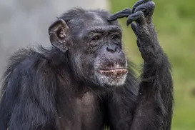 Sertanejo confessa que quase teve parte íntimas mordidas por chimpanzé - Imagem