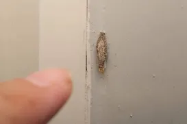 Traças por toda a casa: o que significa e como acabar com elas - Imagem