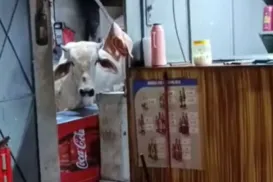 Vaca cai em telhado da cozinha de um bar e causa prejuízos - Imagem