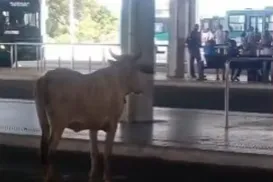 Visita inesperada: boi ‘espera’ ônibus em terminal de Águas Claras - Imagem
