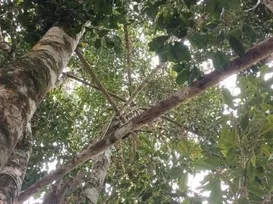 Baixo Sul baiano mantém protagonismo nacional na produção  de cravo-da-índia - Imagem