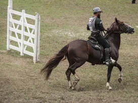 Fenagro 2025: conheça os cavalos que movem o agronegócio baiano - Imagem