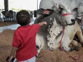 Fenagro 2025: festa do agronegócio na Bahia terá shows, negócios e inovação - Imagem