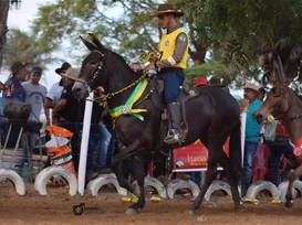 Fenagro 2025 vai premiar melhores burros e mulas do ano - Imagem