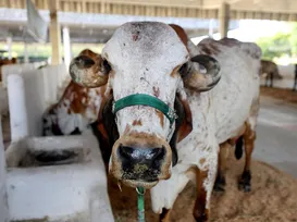 Quem dá mais? Entenda como funciona os leilões e quanto custa um gado - Imagem