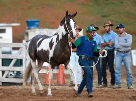Salvador recebe leilão de cavalos de elite em dezembro - Imagem
