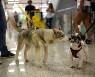 A capital dos animais