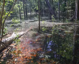 Achado incrível na Amazônia muda tudo o que sabíamos sobre dinossauros
