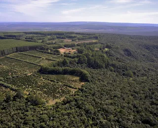Bahia recebe R$ 55 milhões para restaurar 1,2 mil hectares de Mata Atlântica
