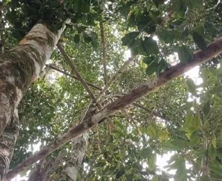 Baixo Sul baiano mantém protagonismo nacional na produção  de cravo-da-índia