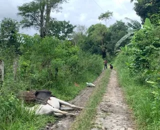 Burro morre após pisar em fio de alta tensão; dono escapa ileso