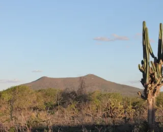 Caatinga captura 50% de carbono e Bahia vira chave contra mudança clima